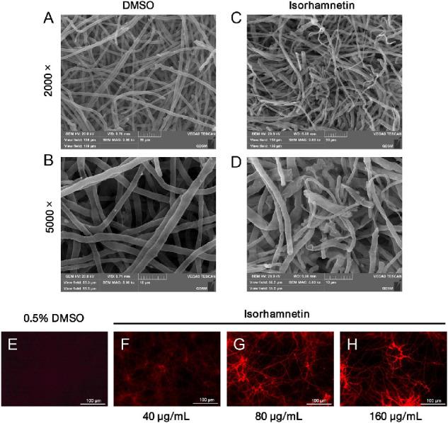 https://cdn.ncbi.nlm.nih.gov/pmc/blobs/4d04/8010362/67ccec9d39ac/iovs-62-3-38-f002.jpg