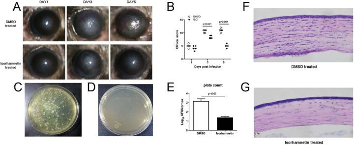 https://cdn.ncbi.nlm.nih.gov/pmc/blobs/4d04/8010362/fad37e777f35/iovs-62-3-38-f003.jpg