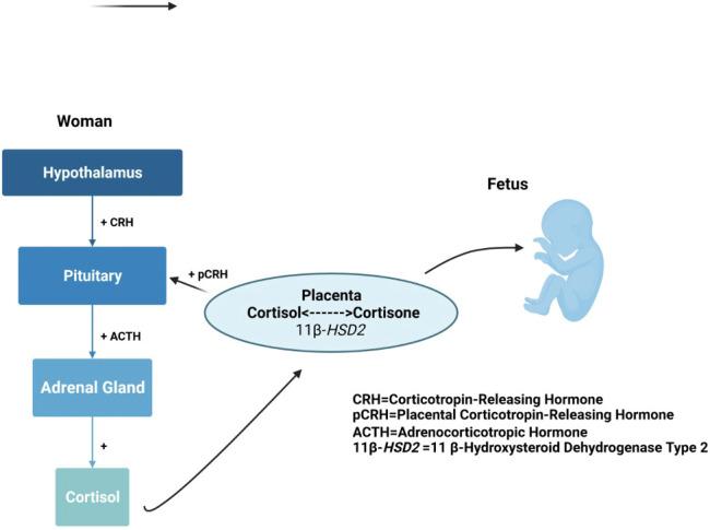 https://cdn.ncbi.nlm.nih.gov/pmc/blobs/4d07/10750128/1e09c2eb2ab6/fendo-14-1295261-g004.jpg