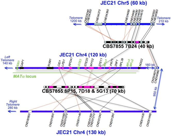 https://cdn.ncbi.nlm.nih.gov/pmc/blobs/4d0b/2835752/18588bd1aa71/pone.0009620.g008.jpg