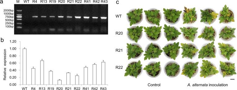 https://cdn.ncbi.nlm.nih.gov/pmc/blobs/4d0b/8087703/6bbc89251dca/41438_2021_534_Fig2_HTML.jpg