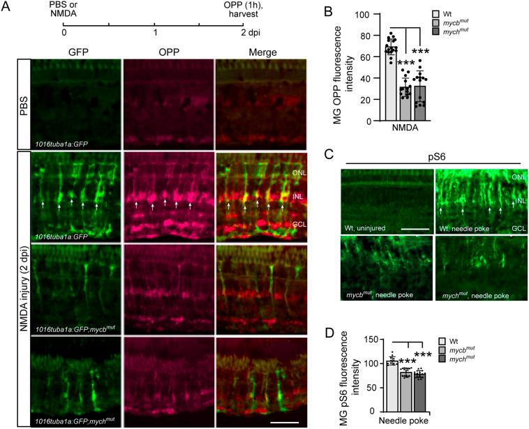 https://cdn.ncbi.nlm.nih.gov/pmc/blobs/4d0c/11369687/b8ceab04bd4a/develop-151-203062-g6.jpg