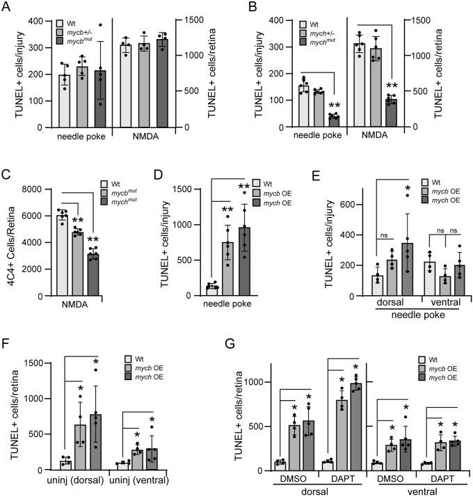 https://cdn.ncbi.nlm.nih.gov/pmc/blobs/4d0c/11369687/c353a0d9f6bb/develop-151-203062-g4.jpg