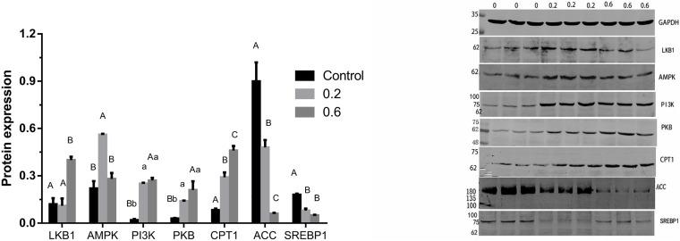 https://cdn.ncbi.nlm.nih.gov/pmc/blobs/4d0c/7900412/766ab2bde0c9/fcell-09-616219-g003.jpg