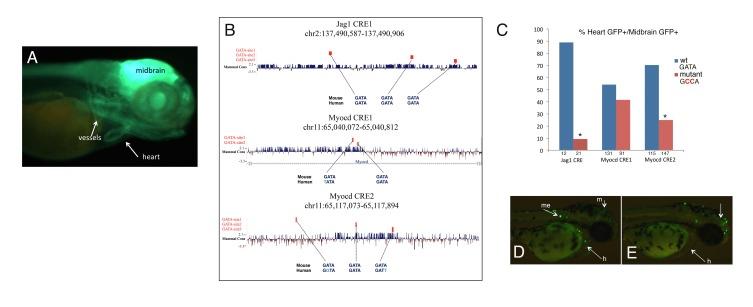 https://cdn.ncbi.nlm.nih.gov/pmc/blobs/4d10/5630260/bc2ed697a258/elife-31362-fig4-figsupp2.jpg