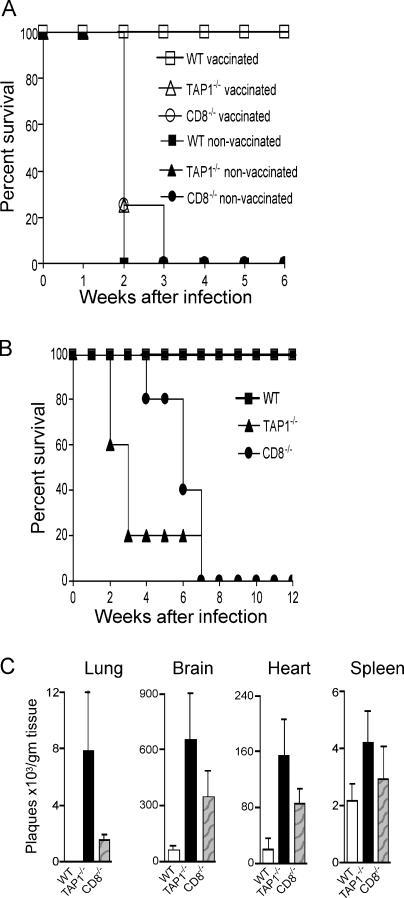 https://cdn.ncbi.nlm.nih.gov/pmc/blobs/4d14/2118487/95e4f2cf5f38/jem2042591f01.jpg
