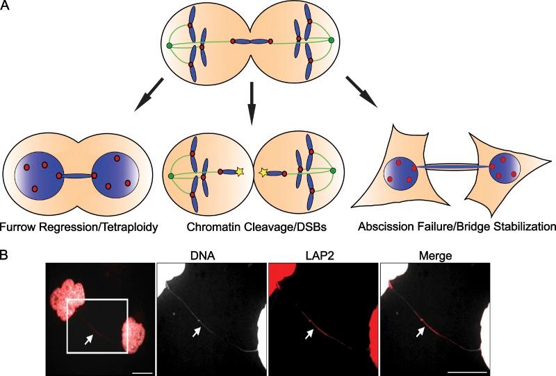 https://cdn.ncbi.nlm.nih.gov/pmc/blobs/4d14/3518222/3d2c7783c02f/JCB_201210040_Fig3.jpg