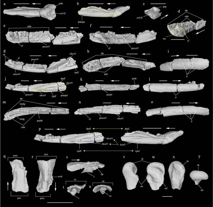 https://cdn.ncbi.nlm.nih.gov/pmc/blobs/4d15/9892002/1bd679ecf085/41586_2022_5646_Fig6_ESM.jpg