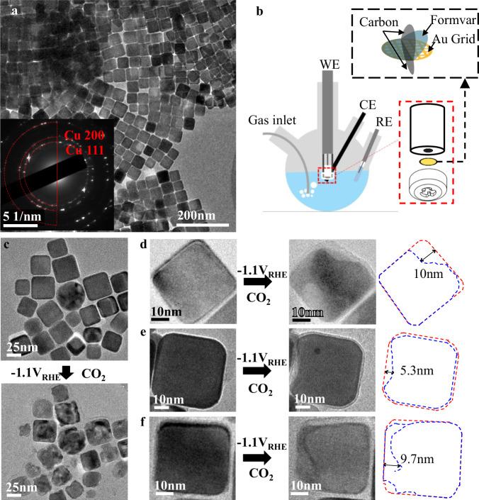 https://cdn.ncbi.nlm.nih.gov/pmc/blobs/4d17/11176167/c96d1d7815c5/41467_2024_49492_Fig1_HTML.jpg