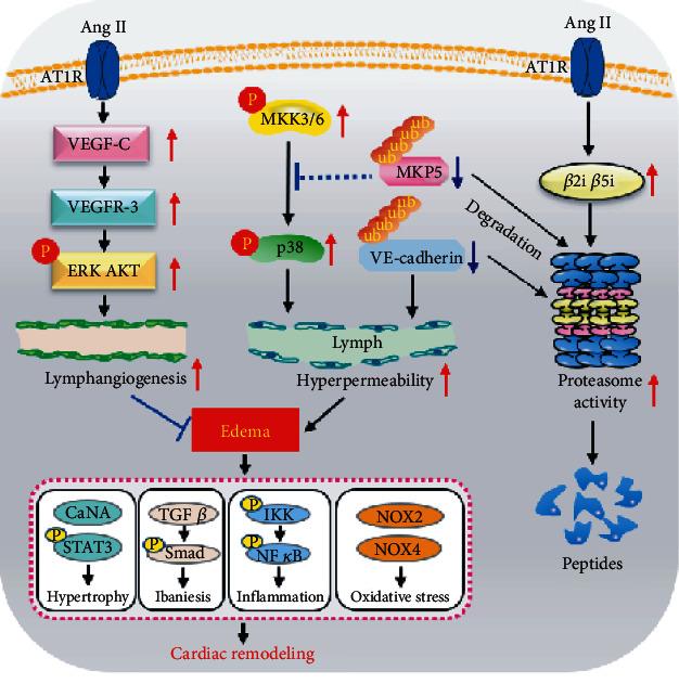 https://cdn.ncbi.nlm.nih.gov/pmc/blobs/4d18/8881141/d253b02ff7dc/OMCL2022-5044046.009.jpg