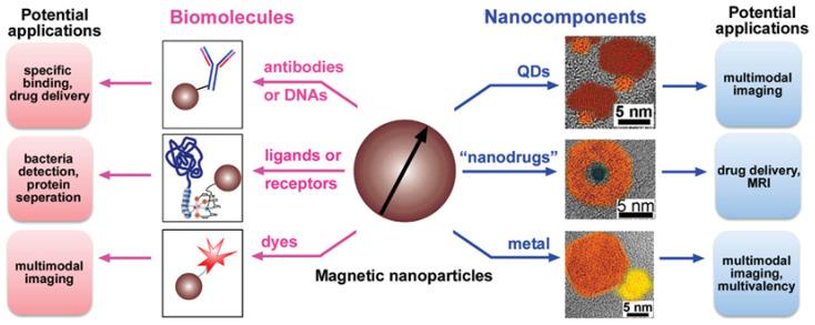 https://cdn.ncbi.nlm.nih.gov/pmc/blobs/4d21/11768644/6bd67da498c8/pharmaceutics-17-00070-g006.jpg