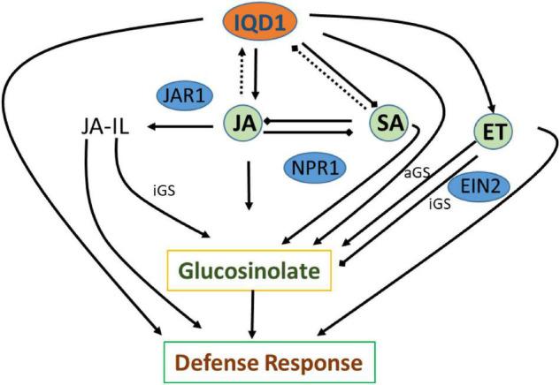 https://cdn.ncbi.nlm.nih.gov/pmc/blobs/4d26/9087847/994b7a0d715f/fpls-13-845140-g009.jpg
