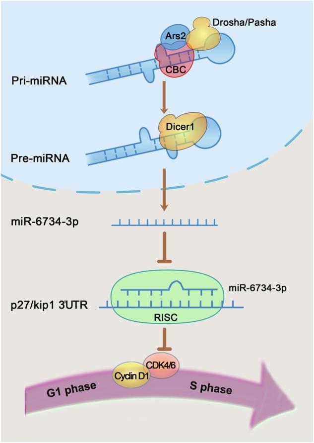 https://cdn.ncbi.nlm.nih.gov/pmc/blobs/4d29/6756072/06d1d29425d2/41375_2018_301_Fig8_HTML.jpg