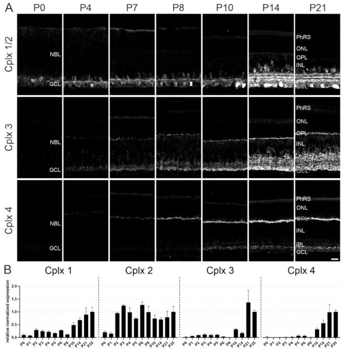https://cdn.ncbi.nlm.nih.gov/pmc/blobs/4d2b/8348166/7290a7552b2e/ijms-22-08131-g011.jpg