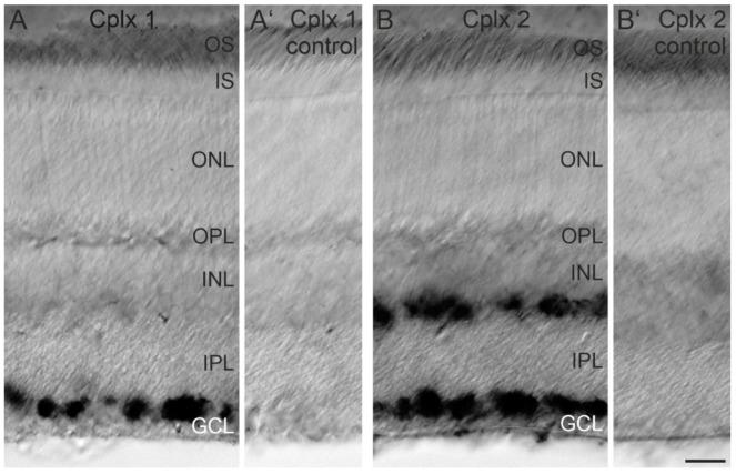 https://cdn.ncbi.nlm.nih.gov/pmc/blobs/4d2b/8348166/7a9788888d3c/ijms-22-08131-g002.jpg