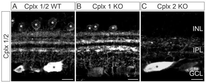 https://cdn.ncbi.nlm.nih.gov/pmc/blobs/4d2b/8348166/a1c8d83c8273/ijms-22-08131-g004.jpg