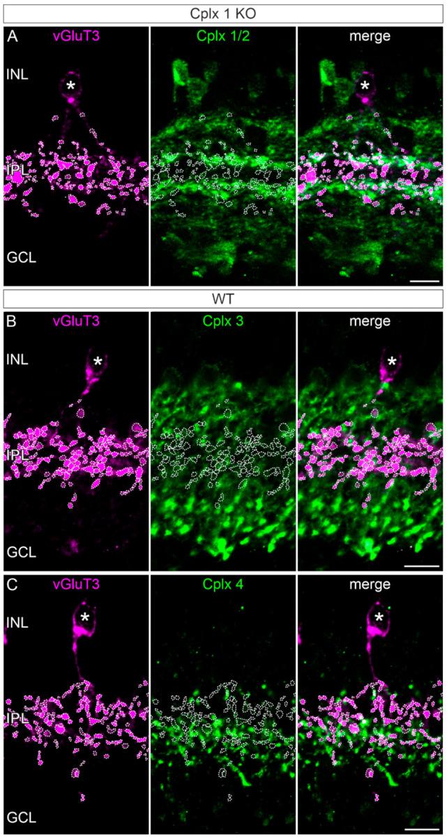 https://cdn.ncbi.nlm.nih.gov/pmc/blobs/4d2b/8348166/c95032d8aec7/ijms-22-08131-g007.jpg