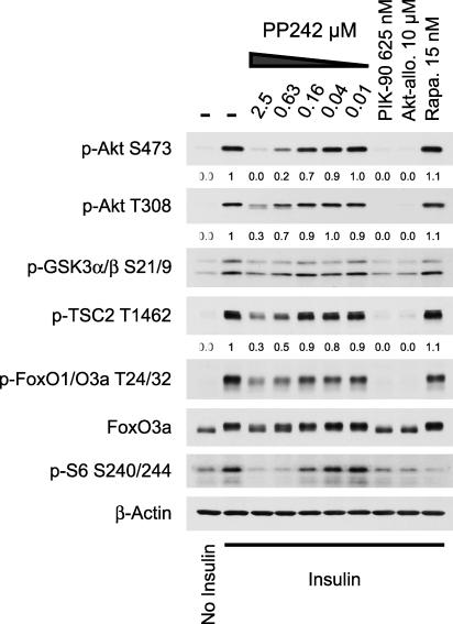 https://cdn.ncbi.nlm.nih.gov/pmc/blobs/4d2e/2652387/37d9031d0847/pbio.1000038.g004.jpg