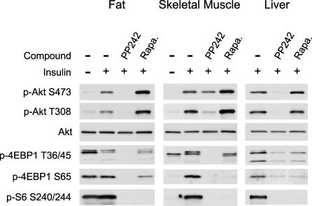 https://cdn.ncbi.nlm.nih.gov/pmc/blobs/4d2e/2652387/4e139604a4e0/pbio.1000038.g008.jpg