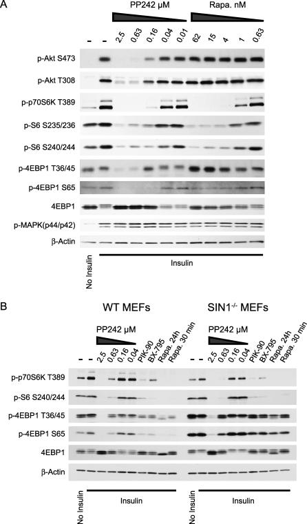 https://cdn.ncbi.nlm.nih.gov/pmc/blobs/4d2e/2652387/a097930a2049/pbio.1000038.g006.jpg