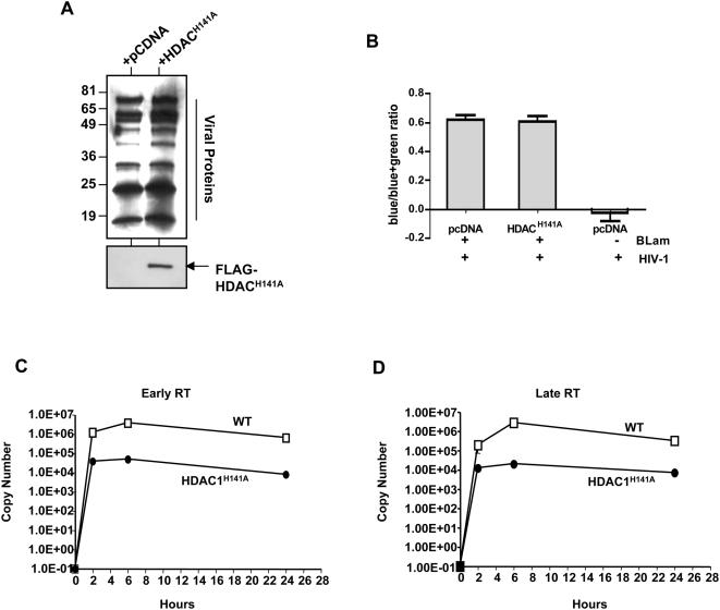 https://cdn.ncbi.nlm.nih.gov/pmc/blobs/4d3e/2685004/98655a8f2311/ppat.1000463.g007.jpg