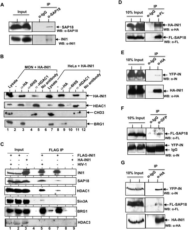 https://cdn.ncbi.nlm.nih.gov/pmc/blobs/4d3e/2685004/b367bc127edf/ppat.1000463.g002.jpg
