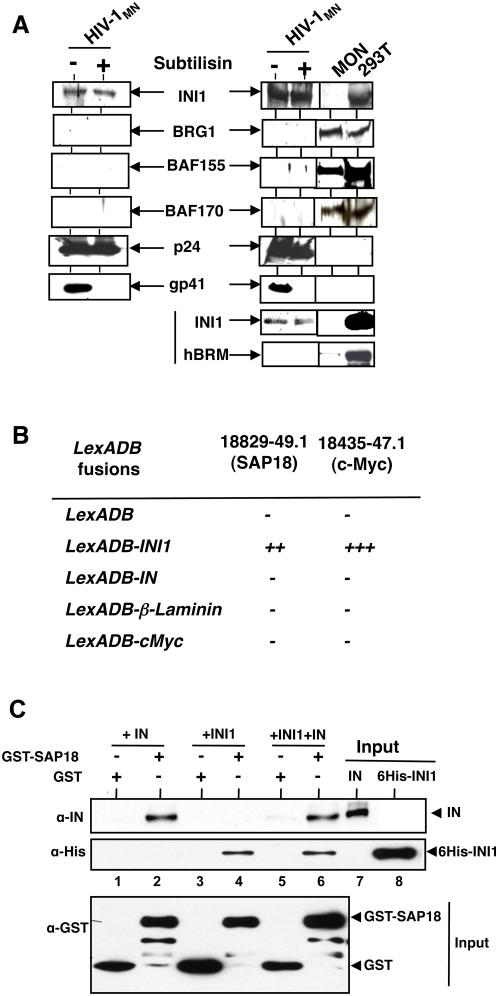 https://cdn.ncbi.nlm.nih.gov/pmc/blobs/4d3e/2685004/bb6dcec0b5f6/ppat.1000463.g001.jpg