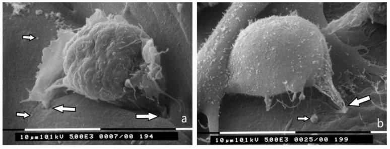 https://cdn.ncbi.nlm.nih.gov/pmc/blobs/4d3e/6406296/09a4b6ba650c/jcm-08-00213-g004.jpg