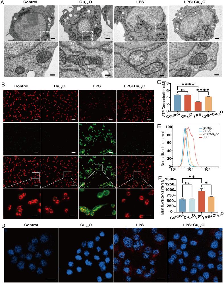 https://cdn.ncbi.nlm.nih.gov/pmc/blobs/4d40/11662683/954cce841efc/IJN-19-13507-g0005.jpg