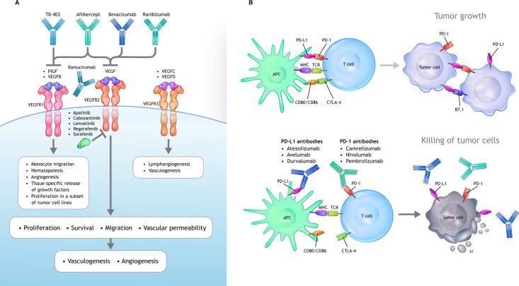 https://cdn.ncbi.nlm.nih.gov/pmc/blobs/4d43/7674951/750d953f6e4e/fimmu-11-598877-g001.jpg