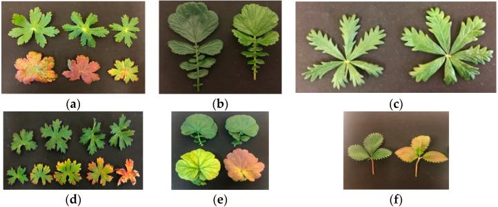 https://cdn.ncbi.nlm.nih.gov/pmc/blobs/4d44/11479083/e8e84eb7c770/plants-13-02742-g005.jpg