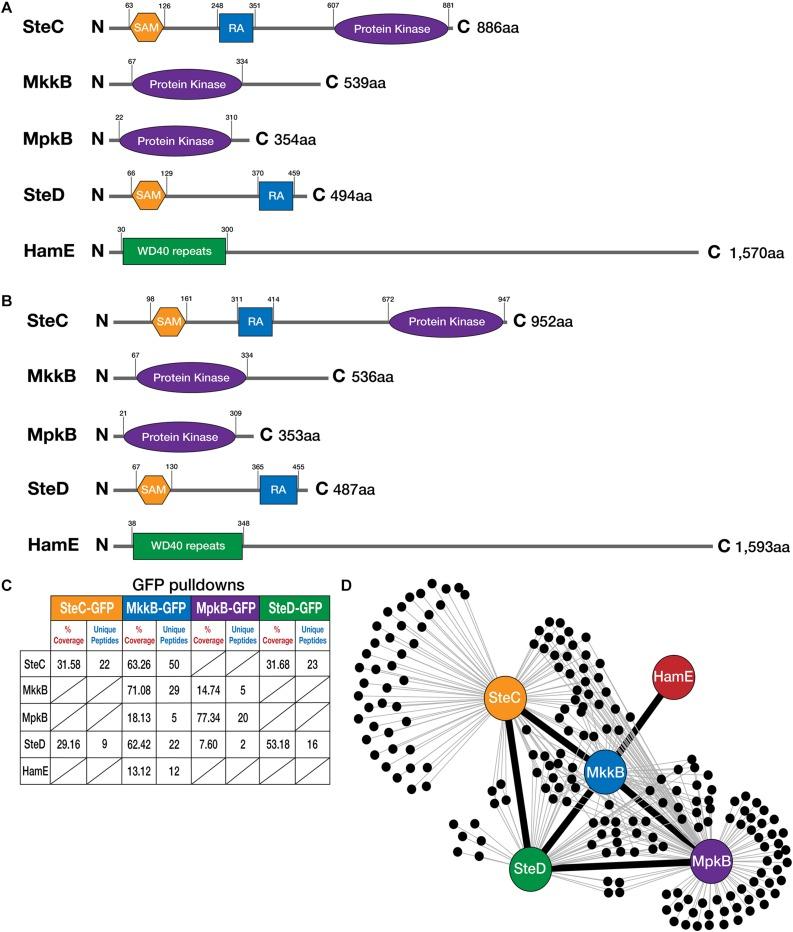 https://cdn.ncbi.nlm.nih.gov/pmc/blobs/4d44/7223695/1a2501c6b1db/fmicb-11-00811-g001.jpg