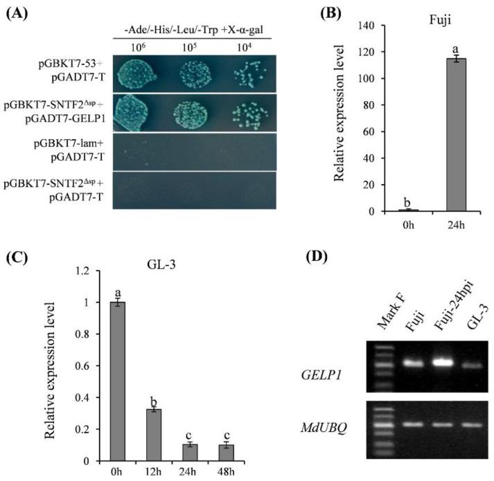 https://cdn.ncbi.nlm.nih.gov/pmc/blobs/4d46/10299637/c2d67953c550/ijms-24-10343-g002.jpg