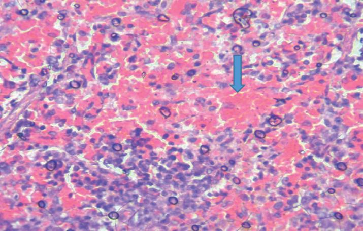 https://cdn.ncbi.nlm.nih.gov/pmc/blobs/4d49/11838832/19c81f50e75e/medarch-78-274-g002.jpg