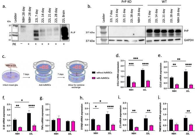 https://cdn.ncbi.nlm.nih.gov/pmc/blobs/4d4b/9800558/bacadc5ccf98/41598_2022_26628_Fig4_HTML.jpg