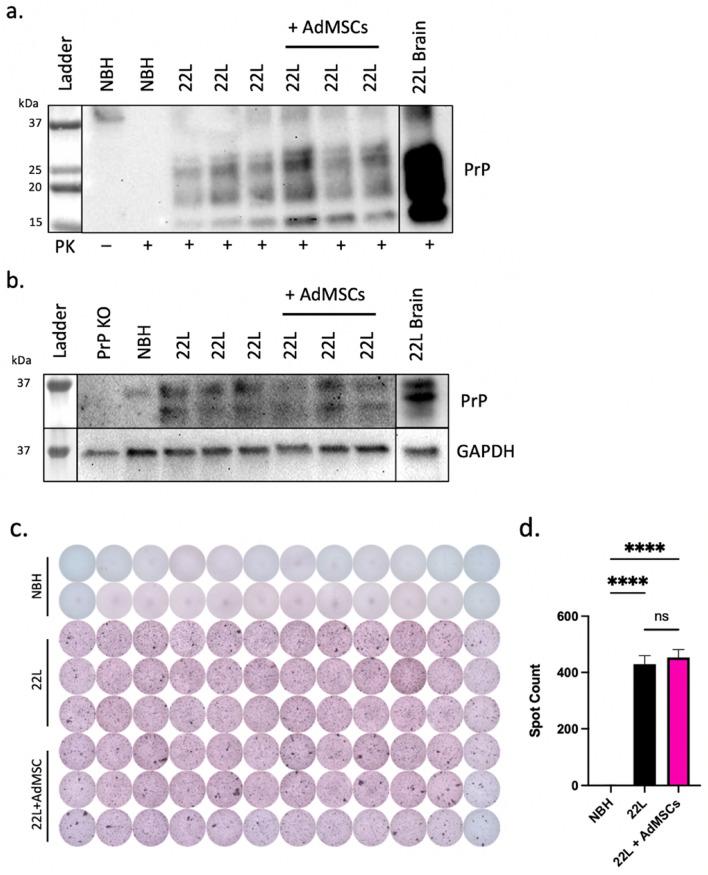 https://cdn.ncbi.nlm.nih.gov/pmc/blobs/4d4b/9800558/cbeafd9618aa/41598_2022_26628_Fig5_HTML.jpg