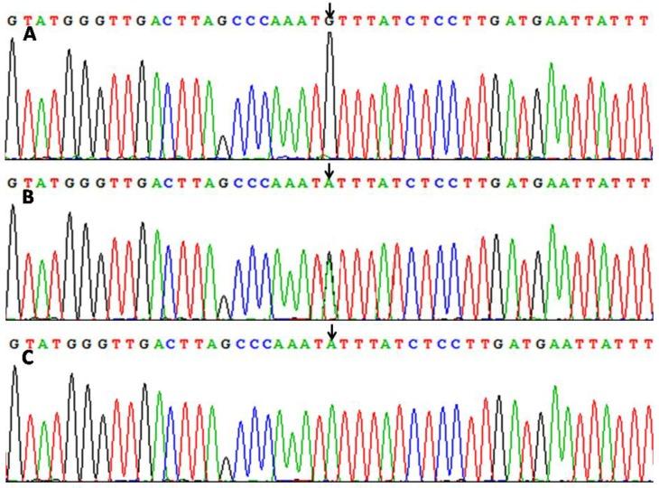 https://cdn.ncbi.nlm.nih.gov/pmc/blobs/4d51/3970100/56b44c319077/ijmsv11p0471g002.jpg