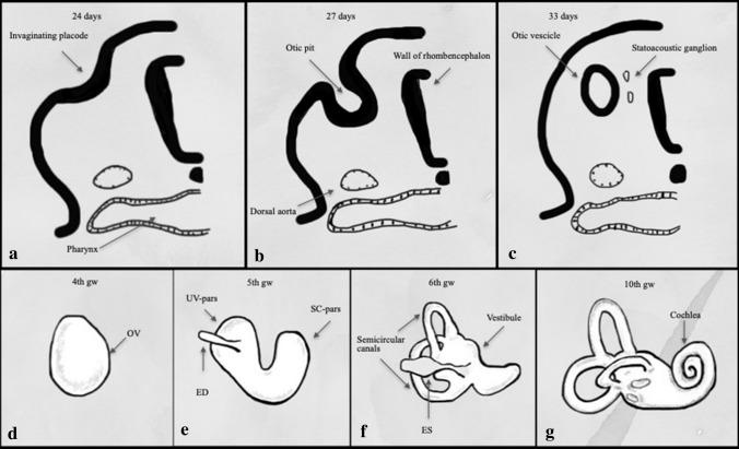 https://cdn.ncbi.nlm.nih.gov/pmc/blobs/4d53/8520521/e82a94f03ef9/11547_2021_1387_Fig2_HTML.jpg