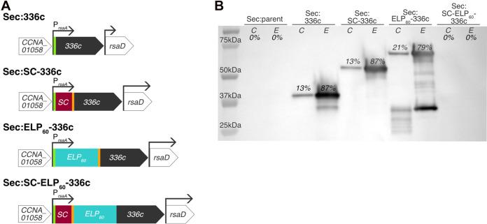 https://cdn.ncbi.nlm.nih.gov/pmc/blobs/4d53/8546985/7732a3532797/msystems.00903-20_f002.jpg