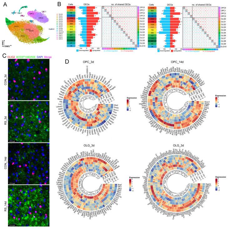 https://cdn.ncbi.nlm.nih.gov/pmc/blobs/4d55/12026842/294d1c471e30/ijms-26-03517-g002.jpg