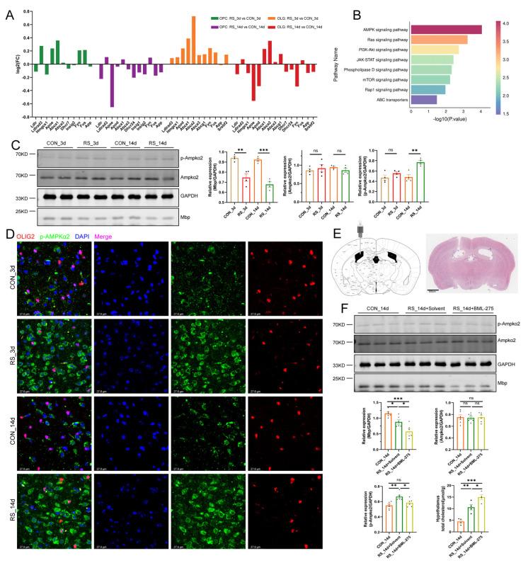 https://cdn.ncbi.nlm.nih.gov/pmc/blobs/4d55/12026842/bab1b1cf9995/ijms-26-03517-g003.jpg