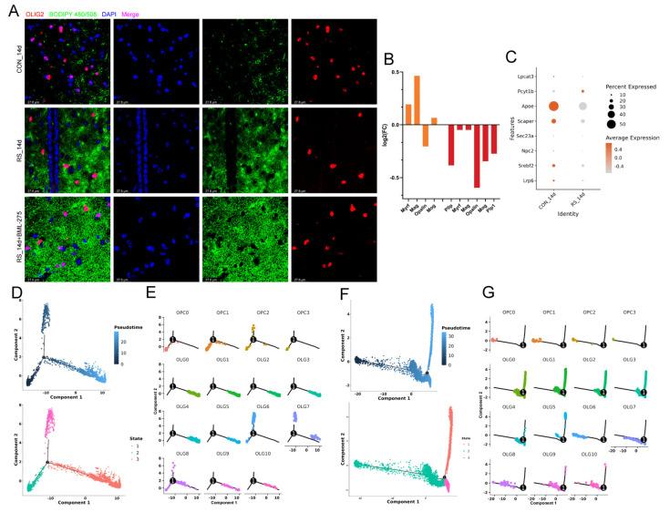 https://cdn.ncbi.nlm.nih.gov/pmc/blobs/4d55/12026842/bfcd4dd26d70/ijms-26-03517-g004.jpg