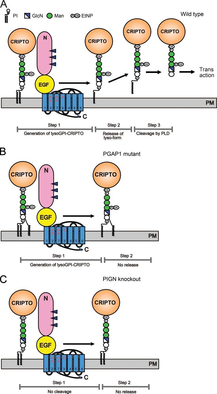 https://cdn.ncbi.nlm.nih.gov/pmc/blobs/4d58/5147002/b21d62e27cf9/JCB_201605121_Fig4.jpg