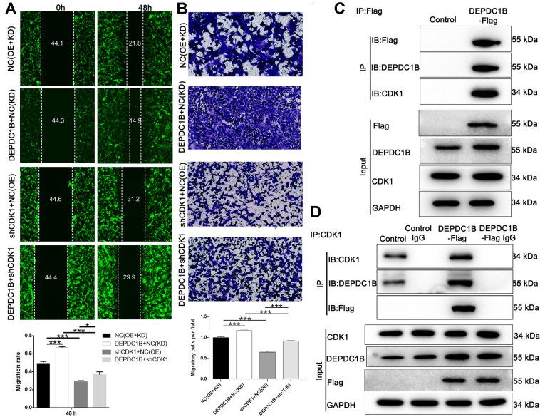 https://cdn.ncbi.nlm.nih.gov/pmc/blobs/4d58/8436915/896141cd8aec/aging-13-203016-g007.jpg