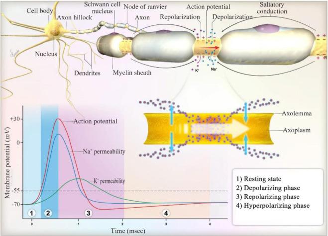 https://cdn.ncbi.nlm.nih.gov/pmc/blobs/4d64/7502166/a64b72449780/AJMB-12-203-g002.jpg