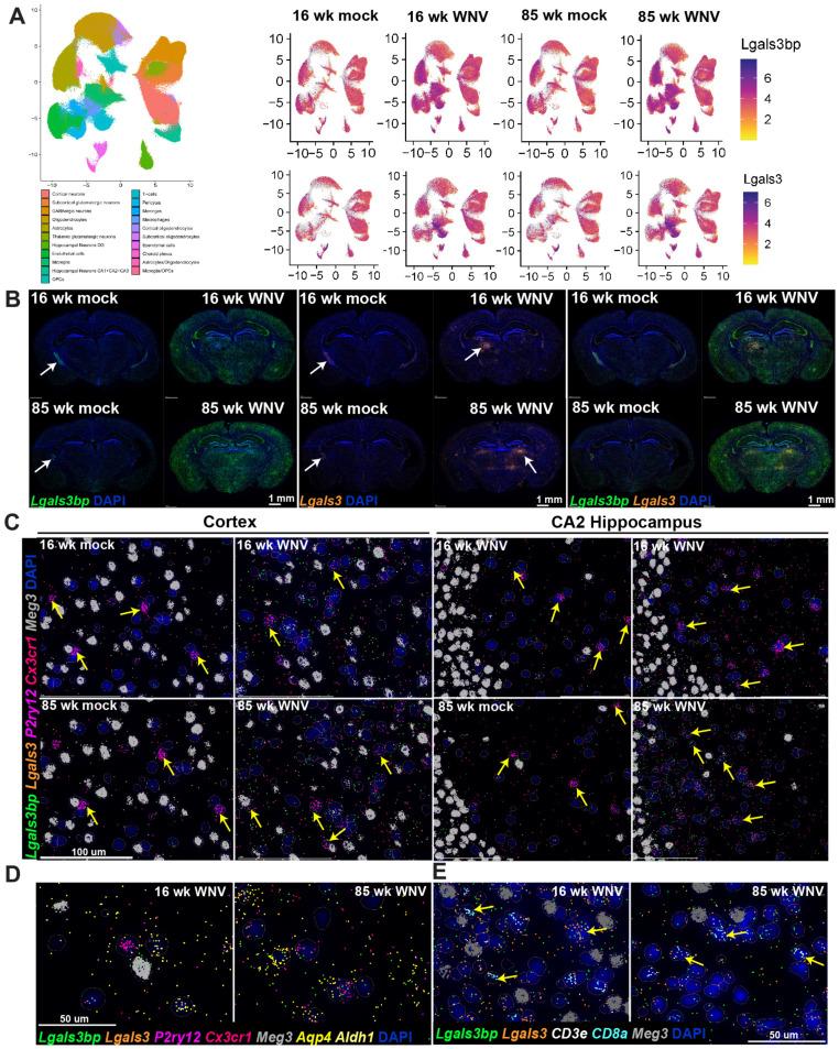 https://cdn.ncbi.nlm.nih.gov/pmc/blobs/4d65/11274721/c2ba8ab3afe3/biomolecules-14-00808-g003.jpg