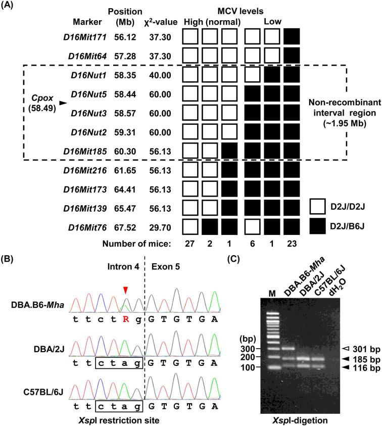 https://cdn.ncbi.nlm.nih.gov/pmc/blobs/4d65/9671764/1545c3eb6c3d/expanim-71-433-g001.jpg