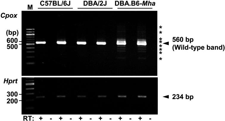 https://cdn.ncbi.nlm.nih.gov/pmc/blobs/4d65/9671764/b7ccb8107431/expanim-71-433-g002.jpg