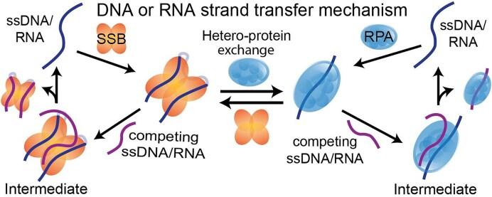 https://cdn.ncbi.nlm.nih.gov/pmc/blobs/4d66/12214019/57350abaa25a/gkaf642figgra1.jpg