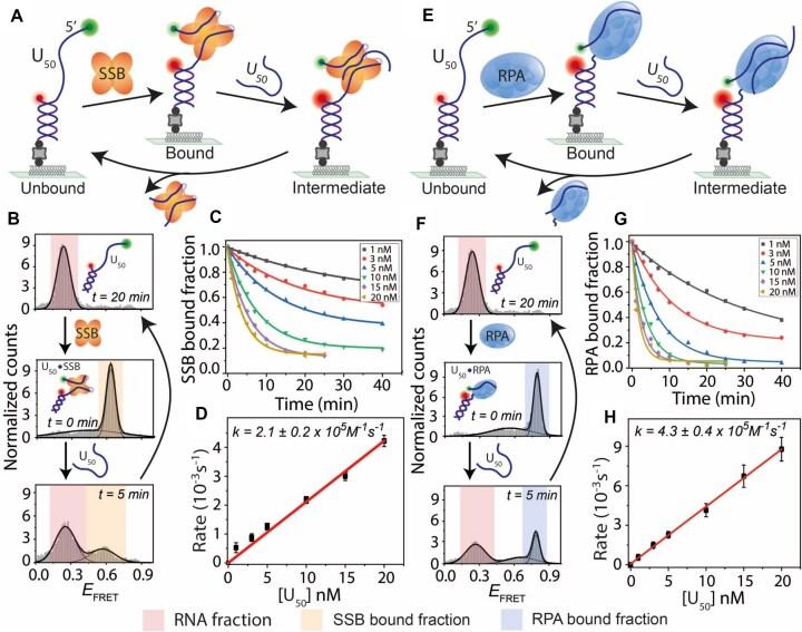https://cdn.ncbi.nlm.nih.gov/pmc/blobs/4d66/12214019/5882a9caf461/gkaf642fig6.jpg